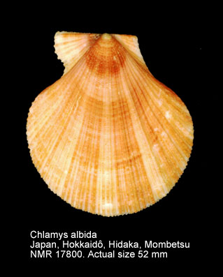Chlamys albida.jpg - Chlamys albida(Arnold,1906)